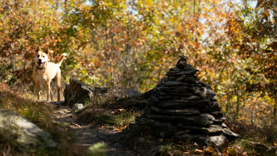 dog hiking trail - Camino de Santiago