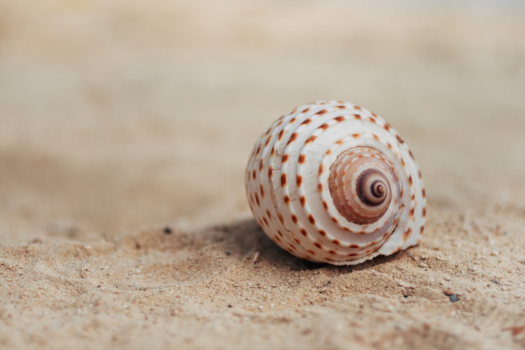 spanish vocabulary words shell - Camino de Santiago